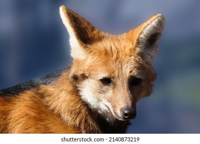 Animal photography photos about foxes - Shutterstock ID 2140873219