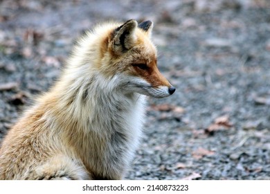 Animal photography photos about foxes - Shutterstock ID 2140873223