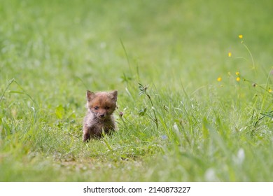 Animal photography photos about foxes - Shutterstock ID 2140873227