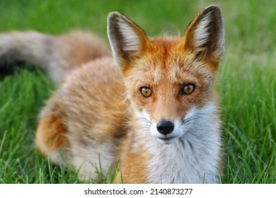 Animal photography photos about foxes - Shutterstock ID 2140873277