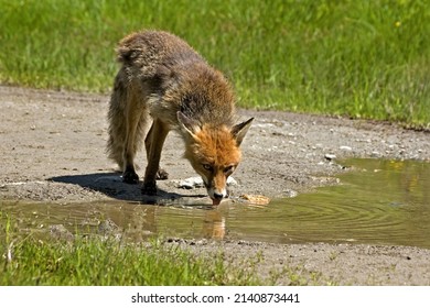 Animal photography photos about foxes - Shutterstock ID 2140873441