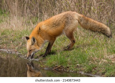 Animal photography photos about foxes - Shutterstock ID 2140873443