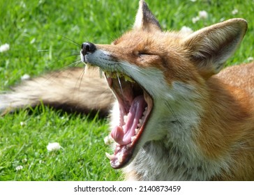 Animal photography photos about foxes - Shutterstock ID 2140873459