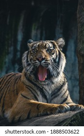 Animal Photography, Sumatran Tiger, Big Cat, Panthera Tigris Sumatrae