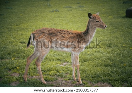 Similar – Image, Stock Photo fawn Nature Grass Meadow