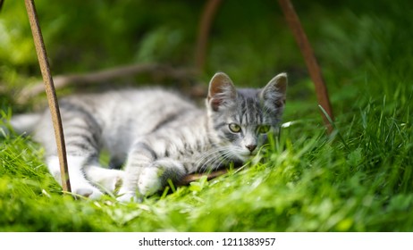 79 Cats pe Images, Stock Photos & Vectors | Shutterstock