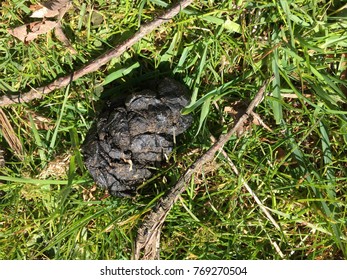 13,150 Animal poo Images, Stock Photos & Vectors | Shutterstock