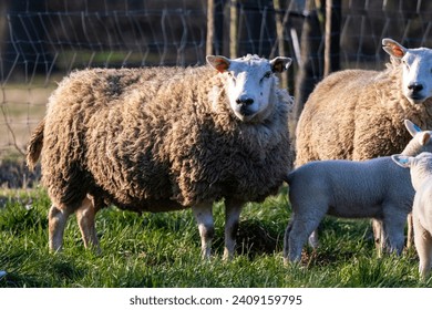 An animal portrait of an adult sheep standing in a meadow or grass field inbetween its herd, which has young cute small white lambs running around between them grazing or eating grass.