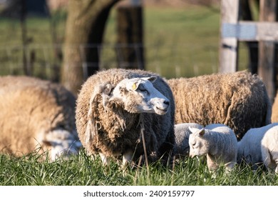 An animal portrait of an adult sheep standing in a grass field or meadow inbetween its herd, which has young cute small white lambs running around between them grazing or eating grass.