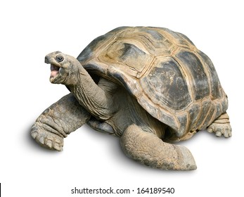 Animal portrait of a beautiful giant tortoise looking funny and cheerful, isolated on white - Shutterstock ID 164189540