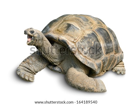 Animal portrait of a beautiful giant tortoise looking funny and cheerful, isolated on white