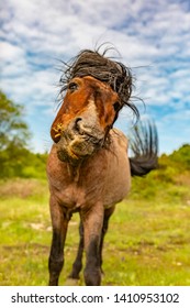 Animal Portrait Of Brown Head-on Pony Whilst Shaking Its Head And Flicking Its Tail On Nature Reserve.