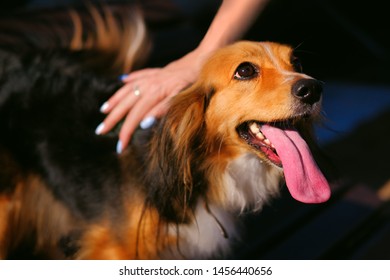Animal Portrait Of Funny Spaniel Mutt With Long Tongue In Sunny Day.