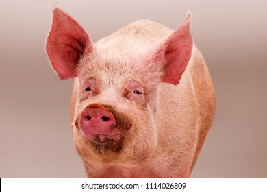 big naked greasy pigs Russian lesbian stories