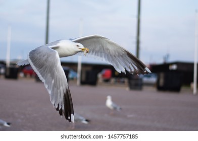 Animal Portrait Of A Seagull In Hastings 