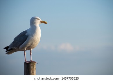 Animal Portrait Of A Seagull At Hastings Pier 