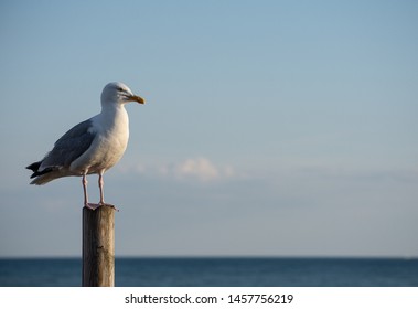 Animal Portrait Of A Seagull At Hastings Pier 