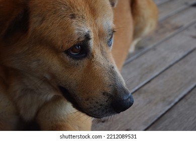 Animal Portrait :Stray dogs in Thailand Concept of pity,Dark brown Thai local dog no pattern lying on the floor,dog on the floor.selective focus. - Powered by Shutterstock