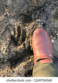 Animal Print In The Mud