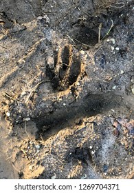 Animal Print In The Mud