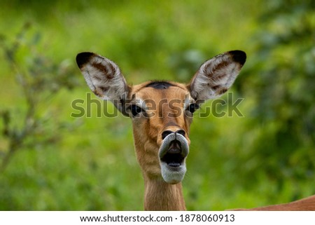 Similar – Deer looks into the camera