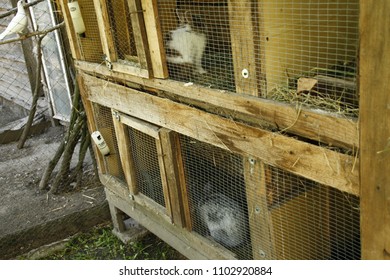 Animal Rabbit Cage