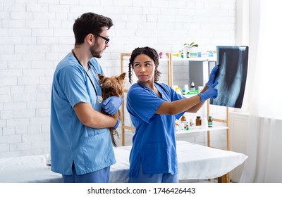 Animal Radiography Concept. Experienced Vet Doctor And Assistant With Cute Doggy Reading Xray In Hospital