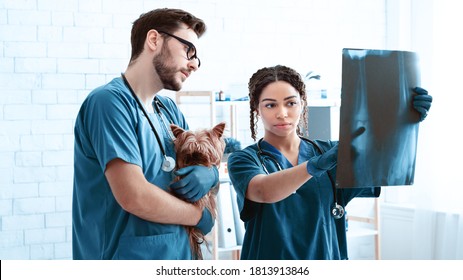 Animal Radiography. Professional Vet Doctor And Nurse With Little Dog Studying Xray At Clinic, Panorama