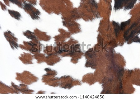 Animal real fur background