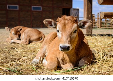 Animal Red Calf Child Cow Farm Agriculture