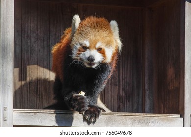 Animal Red Panda