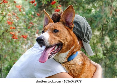 Animal Rescue, Dog Adoption, Volunteering Concept. Young Volunteer Woman Hugs Homeless Mixed-breed Dog To Make It Fell Safe.                               