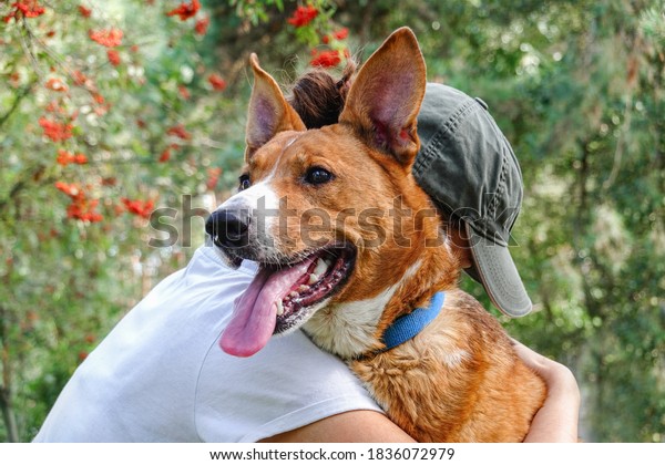 Animal rescue, dog adoption, volunteering\
concept. Young volunteer woman hugs homeless mixed-breed dog to\
make it fell safe.                              \

