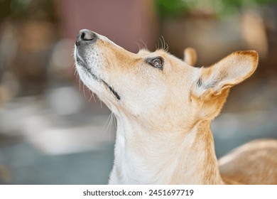 Animal rescue, foster and dog in backyard for learning, watching or behavior training for adoption process or procedure. Pets, stray and homeless Dixie Dingo walking in Australia for shelter search - Powered by Shutterstock