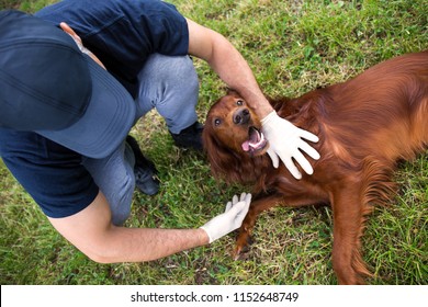 Animal Rescue Group. Rescue Dog. The Work Of A Veterinarian