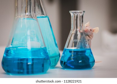 Animal Research - Mouse In A Laboratory Setup - Blue Fluid In Erlenmeyer Flasks