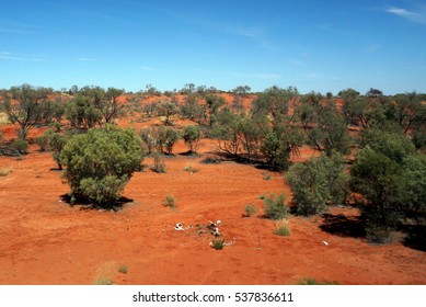 Animal Rests In The Outback