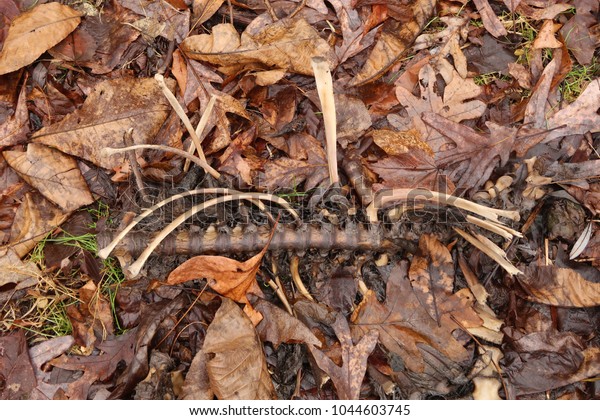 Animal rib cage in a pile of leaves.                    \
           