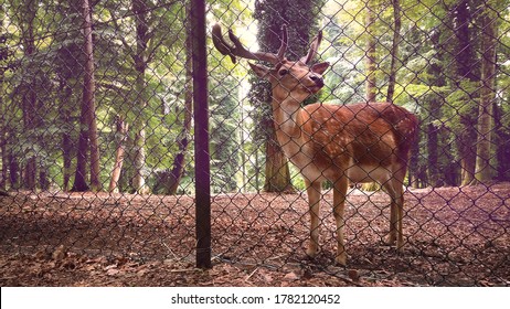 Animal Rights Activism - Deer Reserve Stag Background Behind Pens Fence Welfare . 