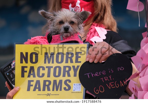 Animal rights activists holding a signs protest in front\
of the Farmer John slaughterhouse in Vernon, California, Monday,\
Feb 15, 2021. 