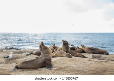 animal sea lion, La Jolla Cove located in California, USA
