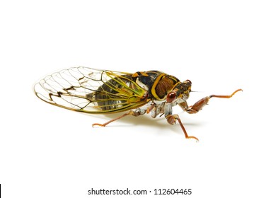 Animal Series    Japanese Dog Day Cicada. Available For Clipping Work.