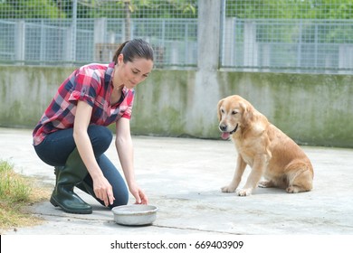 Animal Shelter Volunteer Feeding The Dogs