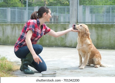 Animal Shelter Volunteer Feeding The Dogs