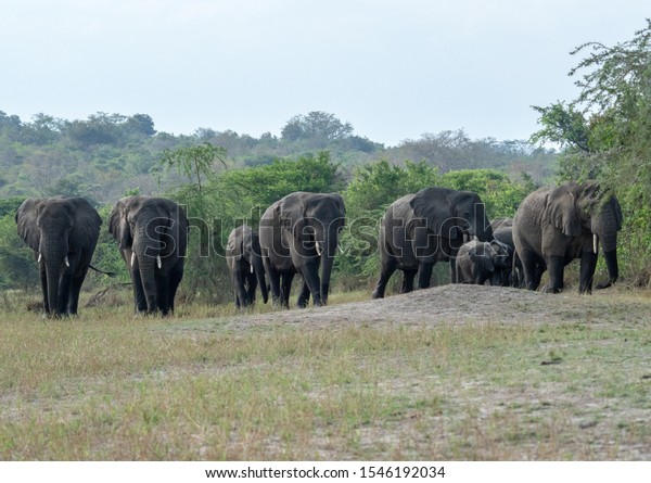 Animal sightings in Akagera National\
Park, Rwanda. Taken at Magashi camp, Wilderness\
Safaris.