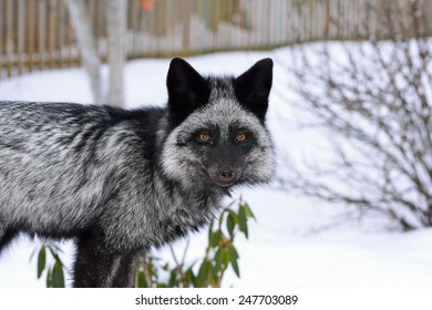 Animal Silver Fox