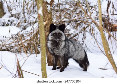 Animal Silver Fox