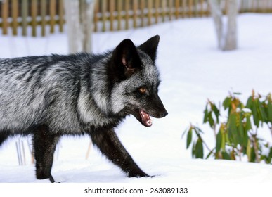 Animal Silver Fox