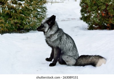 Animal Silver Fox