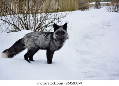 Animal Silver Fox